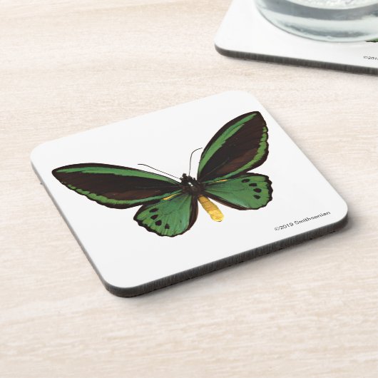 Grüner Birdwing Schmetterling Getränkeuntersetzer (Linke Seite)