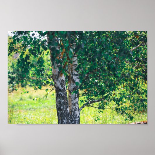 Grüner Birkenbaum Verlasse Natur Poster (Vorne)