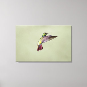 Grüner-breasted Mango-Kolibri Anthracocorax 2 Leinwanddruck