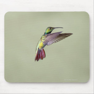 Grüner-breasted Mango-Kolibri Anthracocorax 2 Mousepad