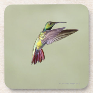 Grüner-breasted Mango-Kolibri Anthracocorax 2 Untersetzer