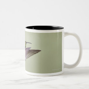 Grüner-breasted Mango-Kolibri Anthracocorax 2 Zweifarbige Tasse