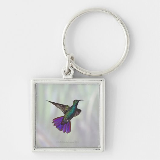 Grüner-breasted Mango-Kolibri Anthracocorax Schlüsselanhänger (Vorne)