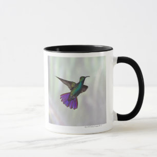 Grüner-breasted Mango-Kolibri Anthracocorax Tasse