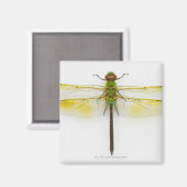 Grüner Darner (Anax junius) auf weißem Hintergrund Magnet (Vorderseite/Rückseite)