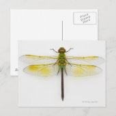 Grüner Darner (Anax junius) auf weißem Hintergrund Postkarte (Vorne/Hinten)
