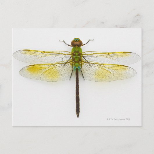 Grüner Darner (Anax junius) auf weißem Hintergrund Postkarte (Vorderseite)