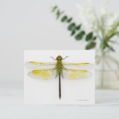 Grüner Darner (Anax junius) auf weißem Hintergrund Postkarte (Stehend Vorderseite)