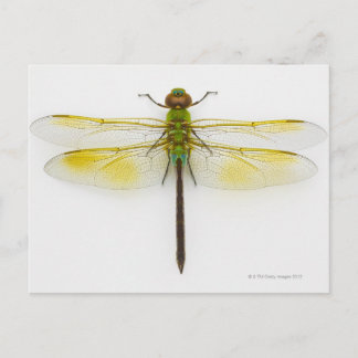 Grüner Darner (Anax junius) auf weißem Hintergrund Postkarte