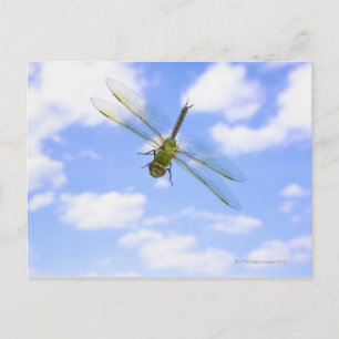 Grüner Darner (Anax junius), der gegen Wolken flie Postkarte