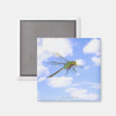 Grüner Darner (Anax junius) gegen Magnet (Vorderseite/Rückseite)