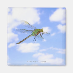 Grüner Darner (Anax junius) gegen Magnet