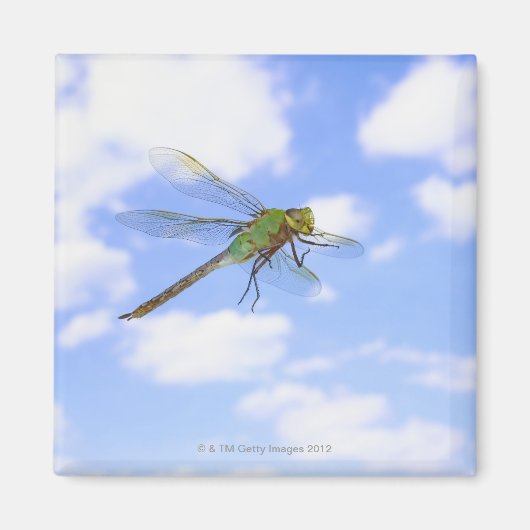 Grüner Darner (Anax junius) gegen Magnet (Vorne)