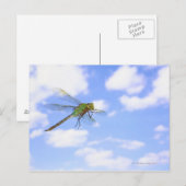 Grüner Darner (Anax junius) gegen Postkarte (Vorne/Hinten)
