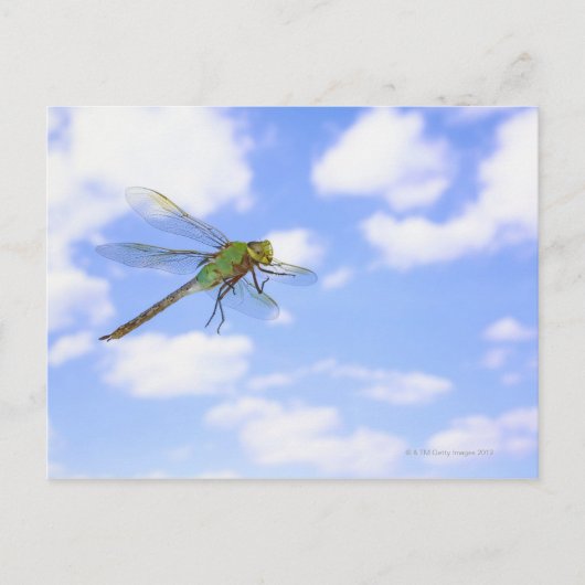 Grüner Darner (Anax junius) gegen Postkarte (Vorderseite)