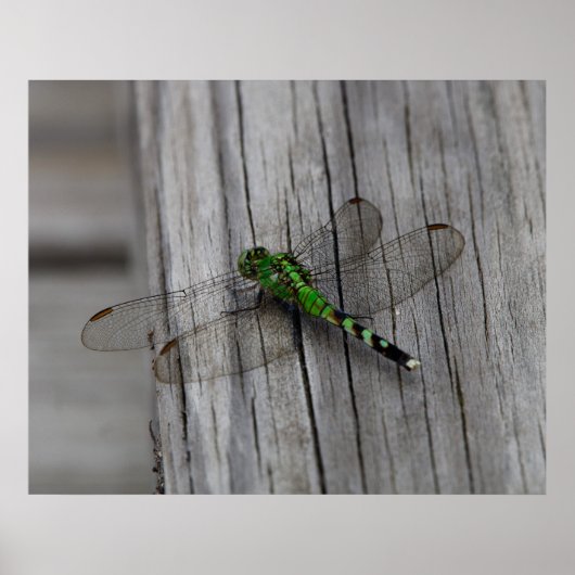 Grüner Drache Poster (Vorne)