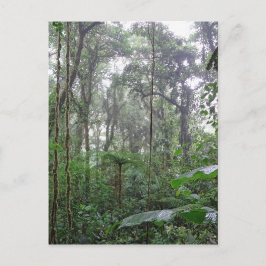 grüner Dschungel Postkarte (Vorderseite)