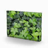 Grüner Efeu Botanischer Druck Fotoblock (Rechts)