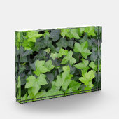 Grüner Efeu Botanischer Druck Fotoblock (Links)