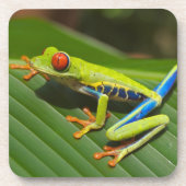 Grüner, farbiger Dschungelbaumfrosch Getränkeuntersetzer (Vorderseite)