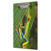 Grüner, farbiger Dschungelbaumfrosch Klemmbrett (Links)