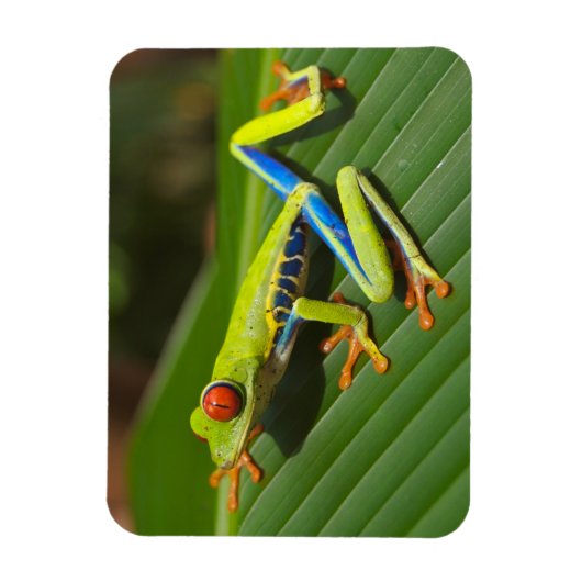 Grüner, farbiger Dschungelbaumfrosch Magnet (Vertikal)