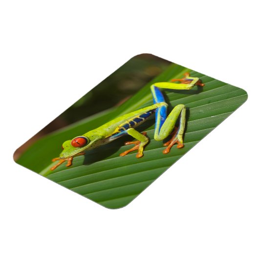 Grüner, farbiger Dschungelbaumfrosch Magnet (Linke Seite)