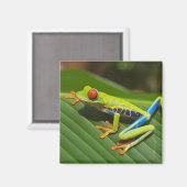 Grüner, farbiger Dschungelbaumfrosch Magnet (Vorderseite/Rückseite)