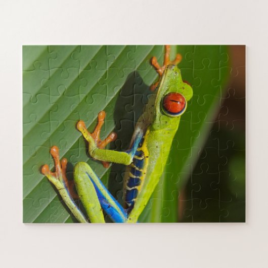 Grüner, farbiger Dschungelbaumfrosch Puzzle (Horizontal)