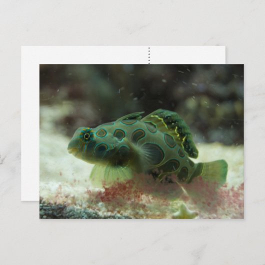 Grüner Fisch Postkarte (Vorne/Hinten)