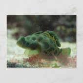 Grüner Fisch Postkarte (Vorderseite)