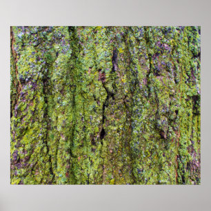 Grüner Flechte auf Baumrinde Natur Poster