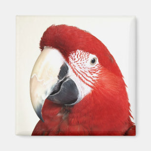 Grüner FlügelMacaw Prinnie Papagei Magnet