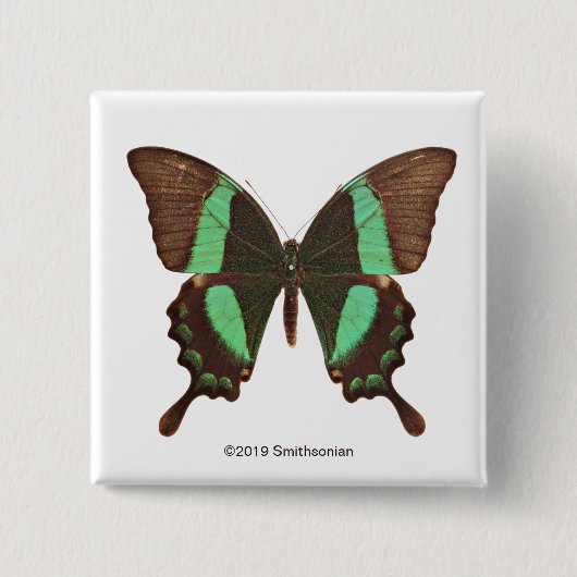 Grüner Frack-Schmetterling Button (Vorderseite)