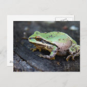 Grüner Frosch auf einem Baumstumpf Postkarte (Vorne/Hinten)