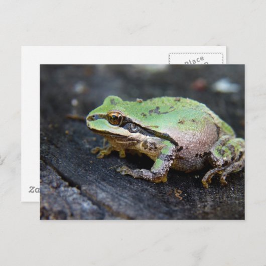 Grüner Frosch auf einem Baumstumpf Postkarte (Vorne/Hinten)