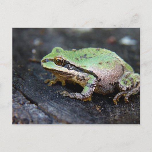 Grüner Frosch auf einem Baumstumpf Postkarte (Vorderseite)