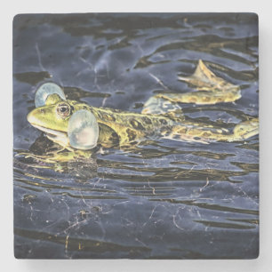 Grüner Frosch im Teich Steinuntersetzer