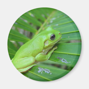 Grüner Frosch Magnet
