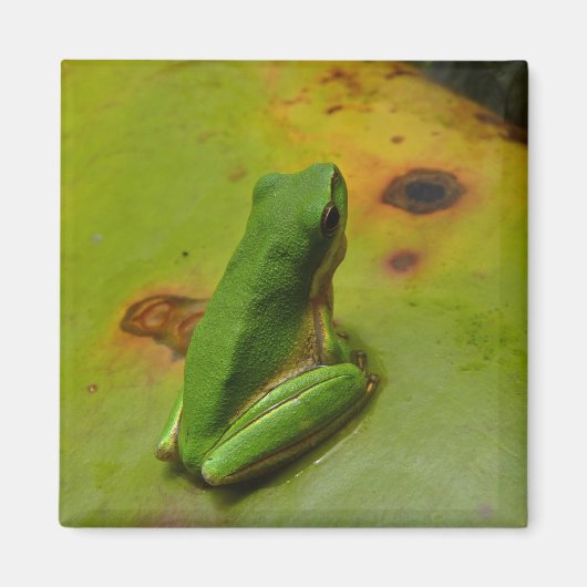 grüner Frosch Magnet (Vorne)
