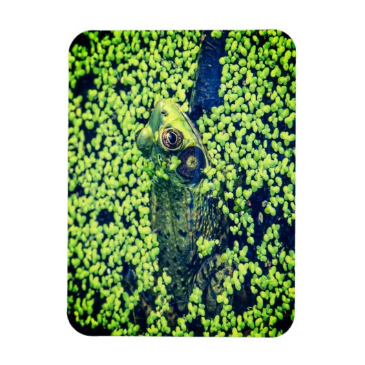 Grüner Frosch Magnet (Vertikal)