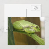 Grüner Frosch Postkarte (Vorne/Hinten)