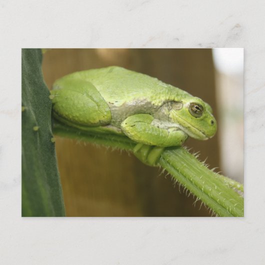Grüner Frosch Postkarte (Vorderseite)