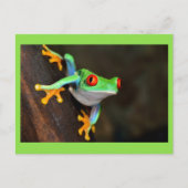 Grüner Frosch Postkarte (Vorderseite)