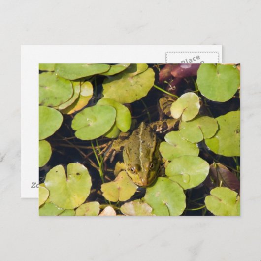 Grüner Frosch Postkarte (Vorne/Hinten)