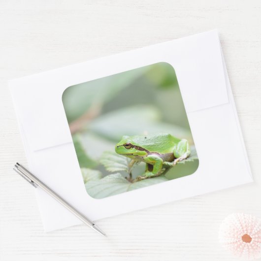 Grüner Frosch Quadratischer Aufkleber (Umschlag)