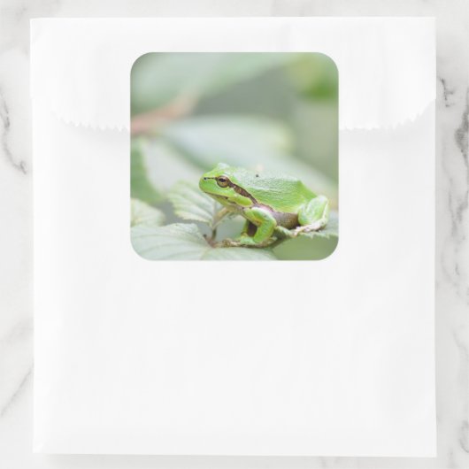 Grüner Frosch Quadratischer Aufkleber (Tasche)