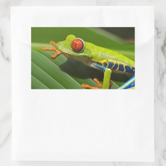 Grüner Frosch Rechteckiger Aufkleber (Tasche)