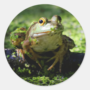 Grüner Frosch schlägt eine Pose auf dem Schlauch Runder Aufkleber