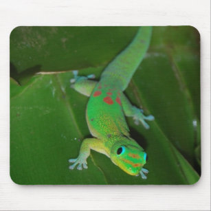 Grüner Gecko in Hawaii Mousepad